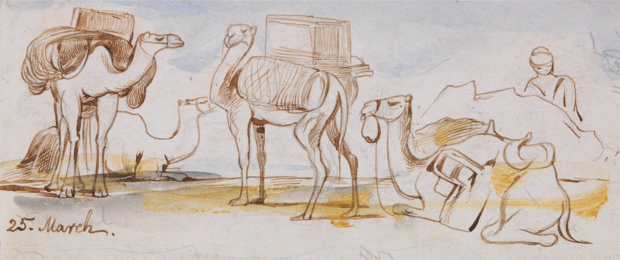 Kamelen door Edward Lear