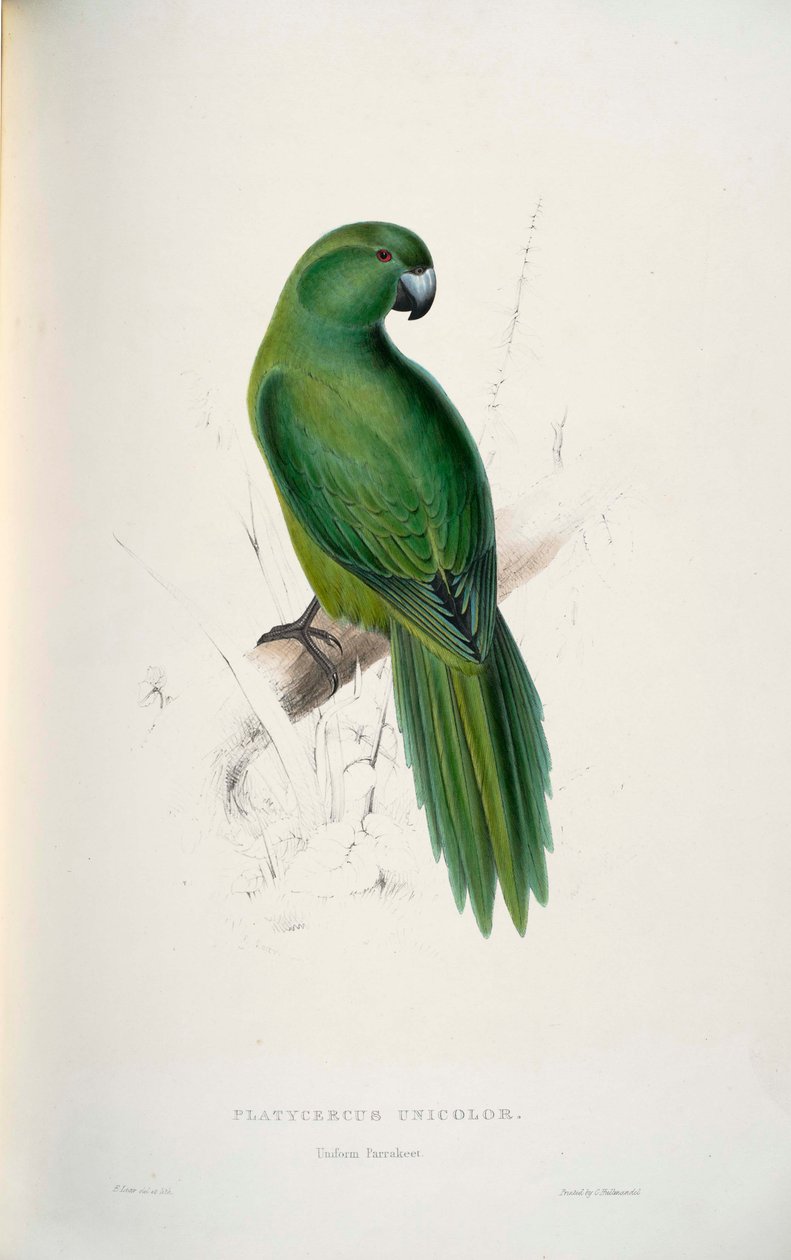 Cyanoramphus unicolor door Edward Lear