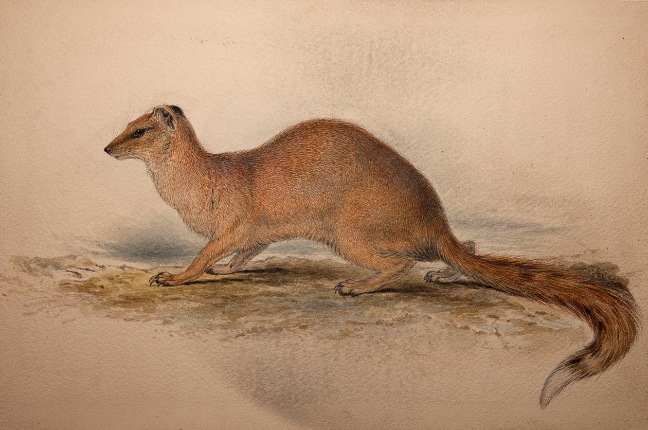 Cynictis steedmanii, c.1835 door Edward Lear