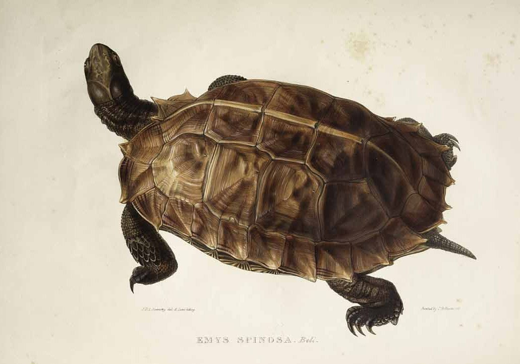 Emys spinosa door Edward Lear