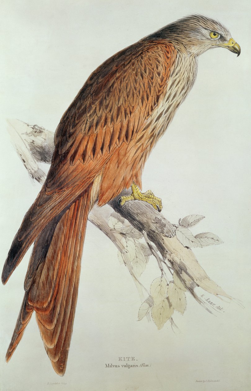 Vlieger door Edward Lear