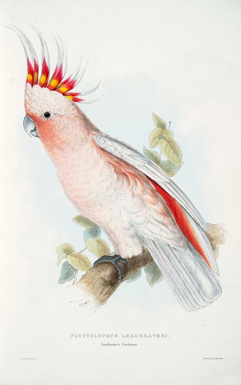 Lophochroa leadbeateri door Edward Lear