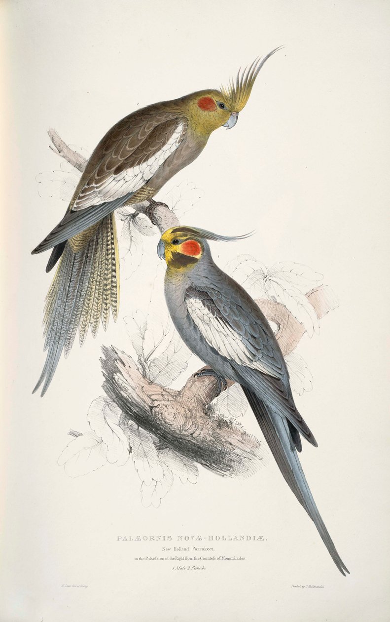 Nymphicus hollandicus door Edward Lear