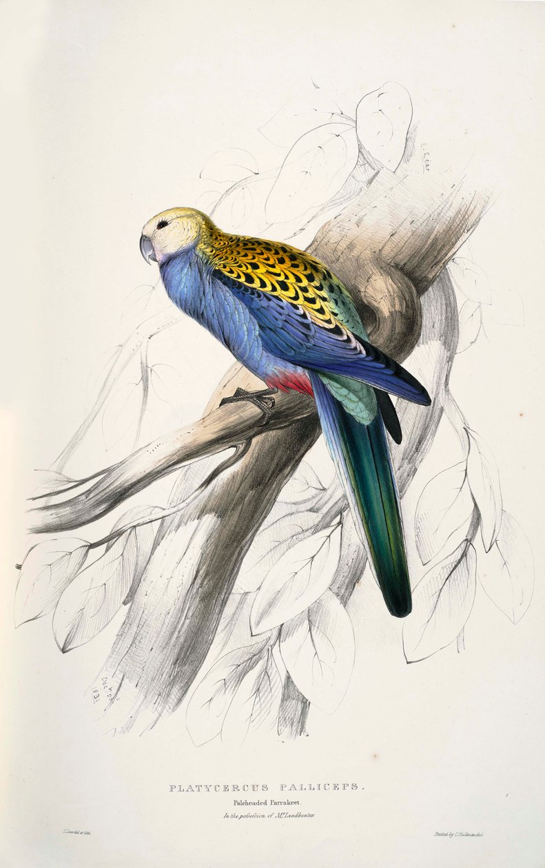 Platycercus adscitus door Edward Lear
