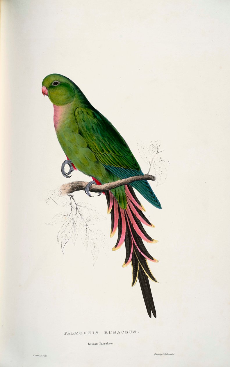 Polytelis alexandrae door Edward Lear