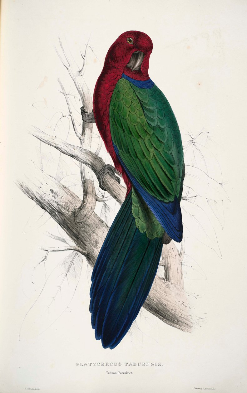 Prosopeia tabuensis door Edward Lear