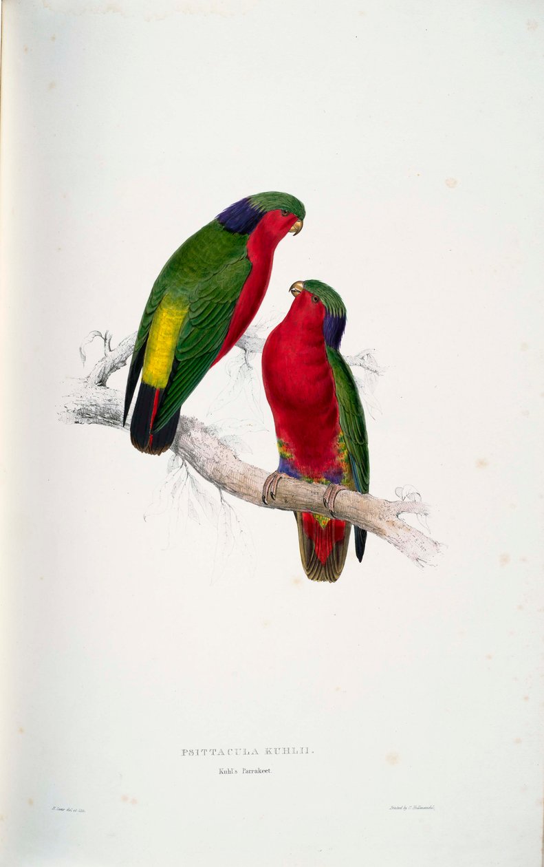 Psittacula kuhlii door Edward Lear