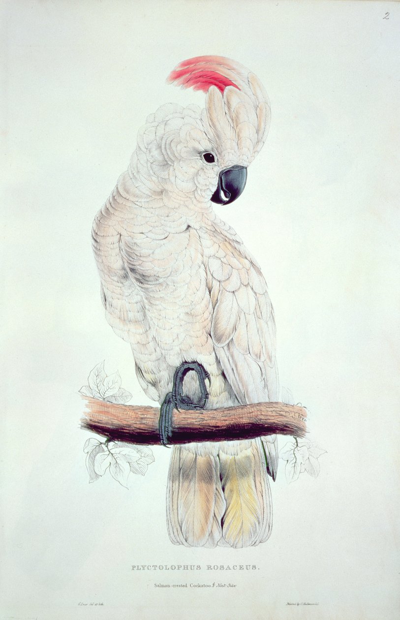 Zalmkuifkaketoe door Edward Lear