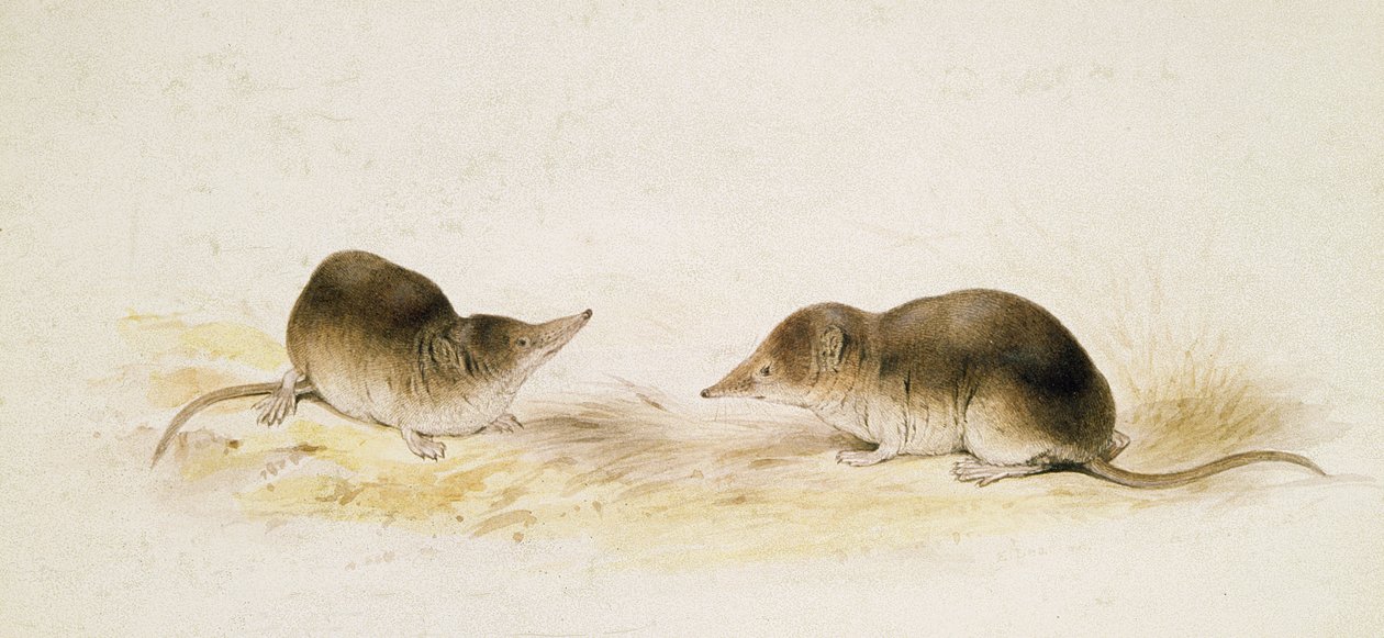 Spitsmuizen door Edward Lear