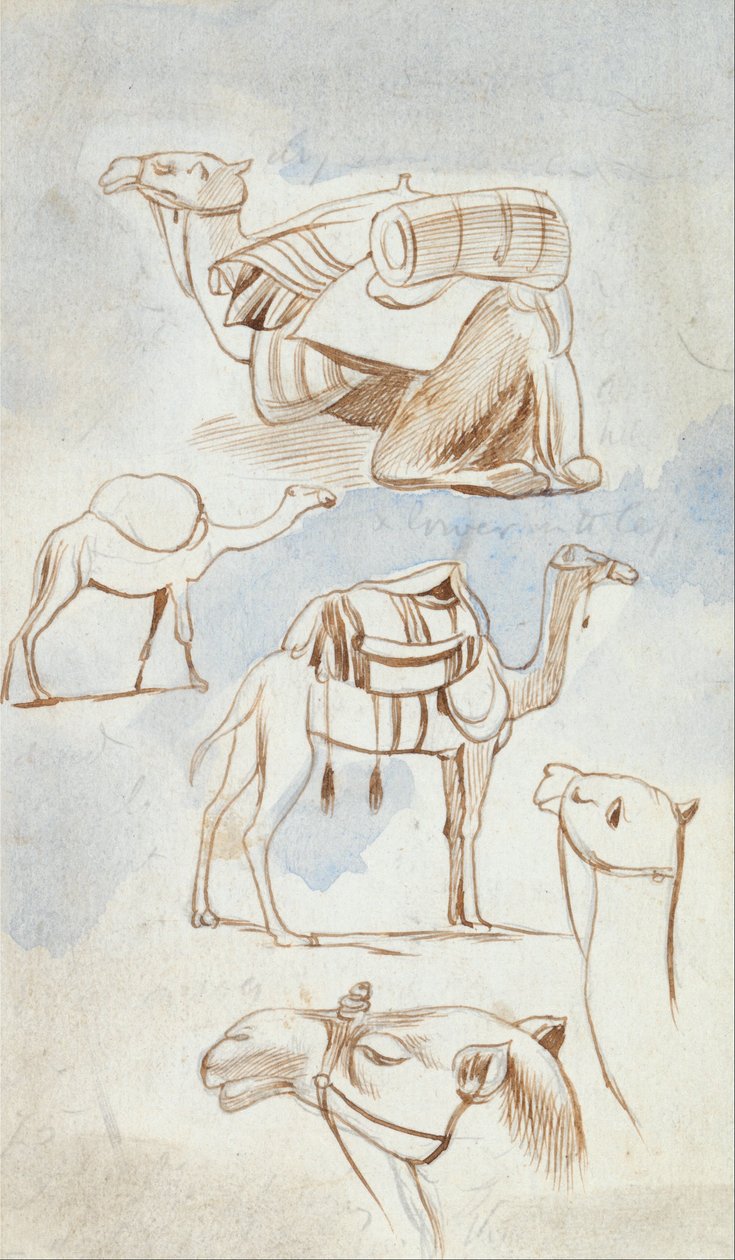 Schetsstudies van kamelen door Edward Lear