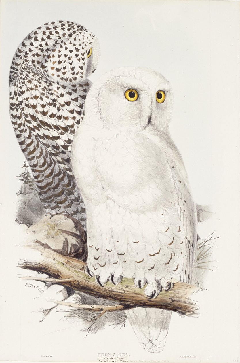 Sneeuwuil. Strix Nyctea; (Linn); Surnia Nyctea, 1832-1837 door Edward Lear