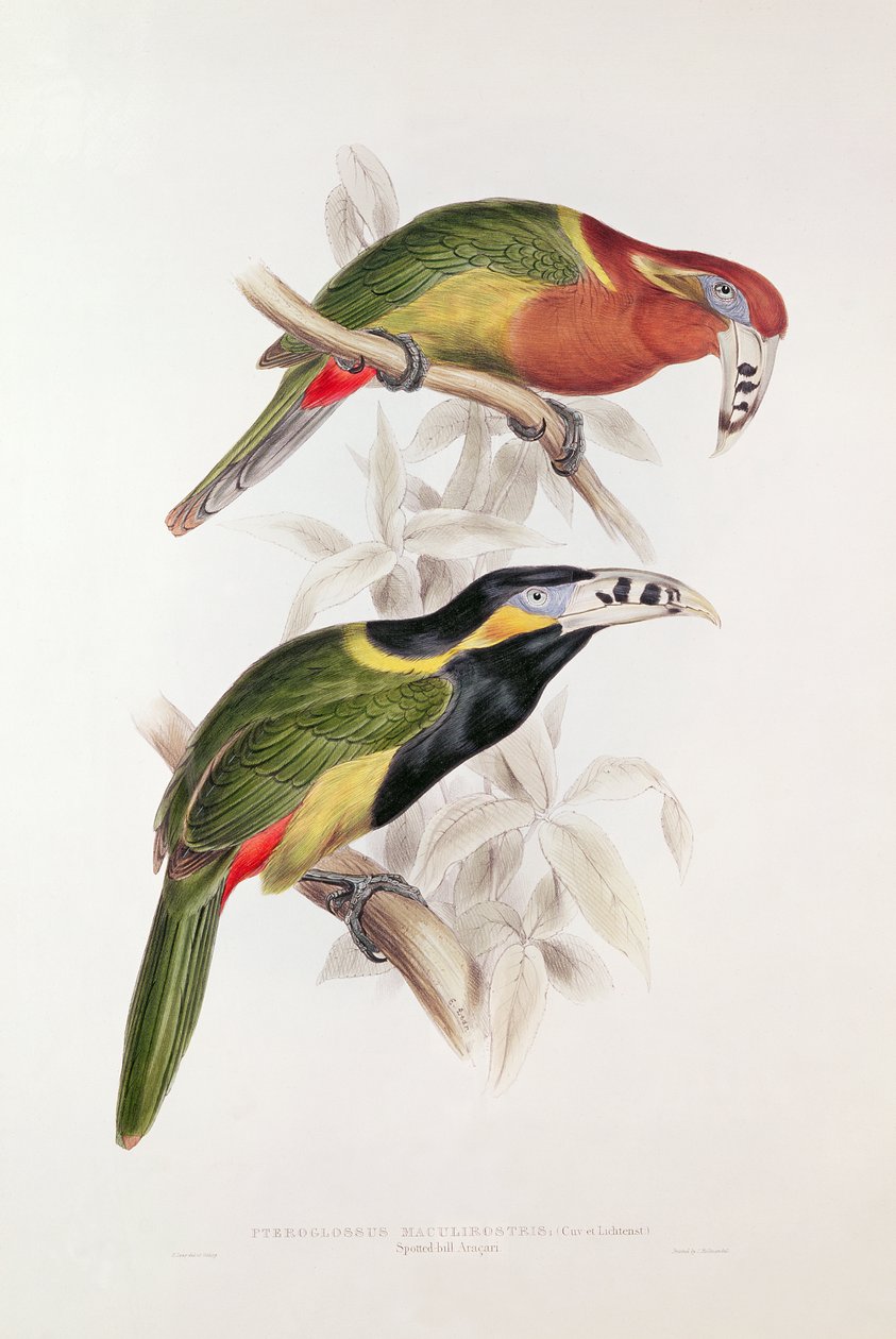 Gevlekte Bill Aracari, 19e eeuw (kleur lithografie) door Edward Lear