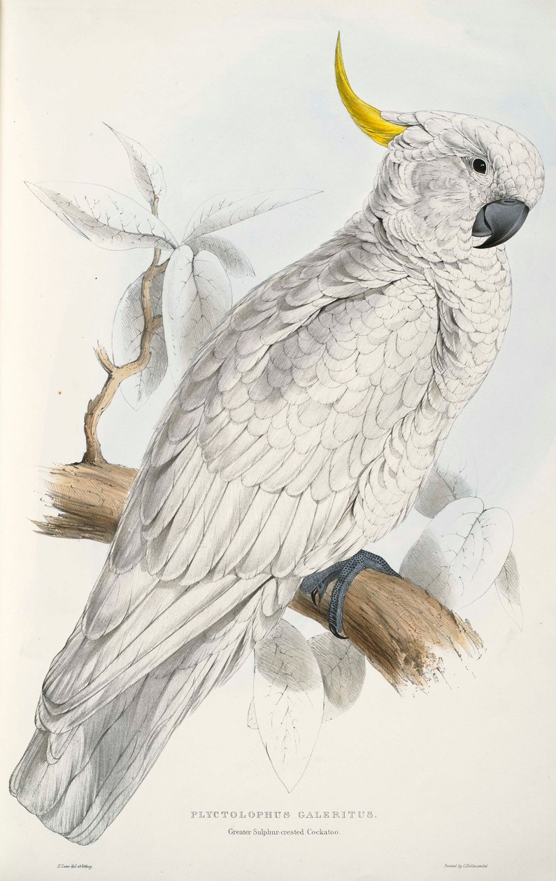 Zwavelkuif kaketoe door Edward Lear