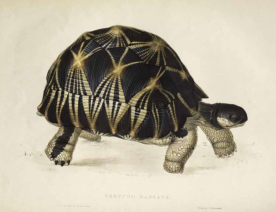 Testudo radiata door Edward Lear