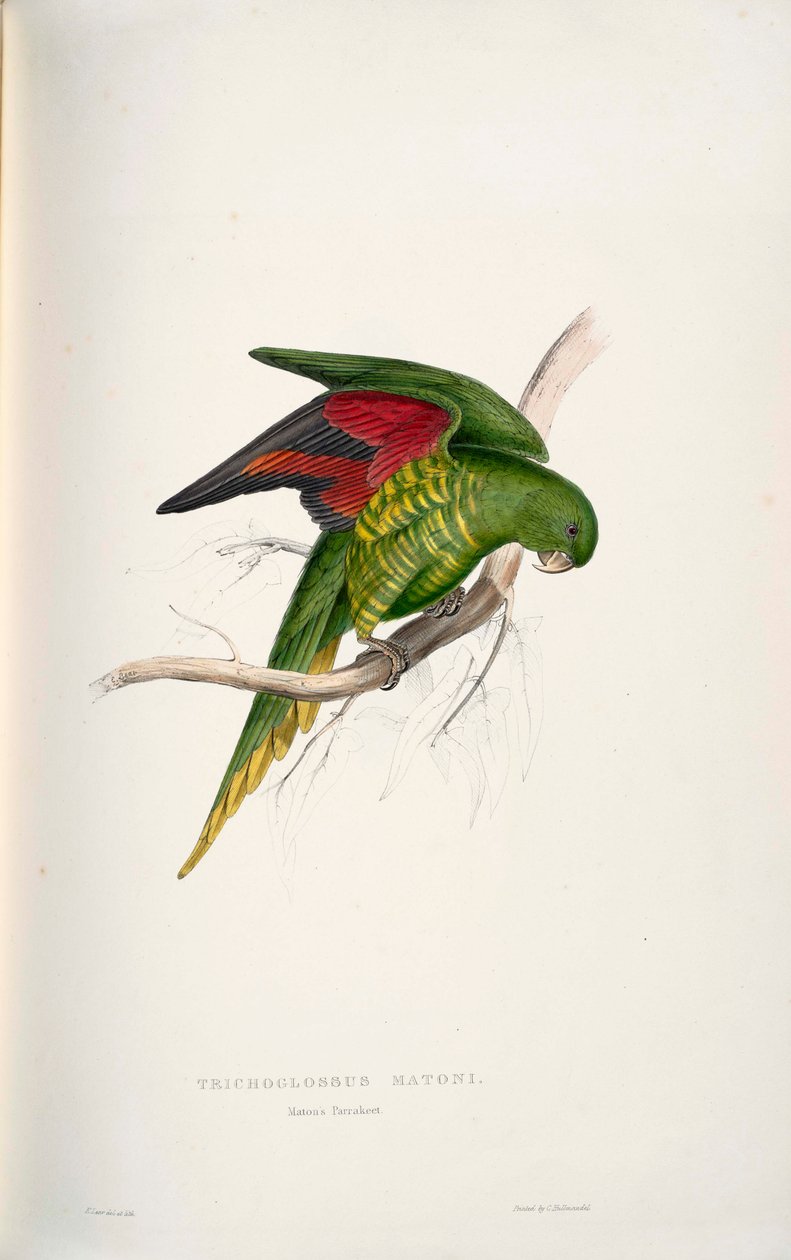 Trichoglossus chlorolepidotus door Edward Lear