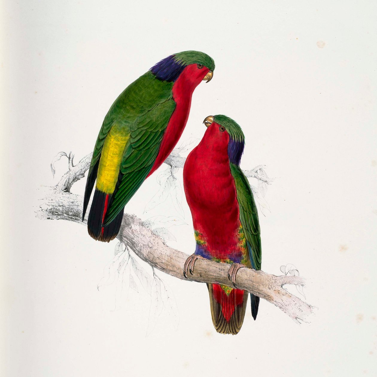 Vini kuhlii door Edward Lear