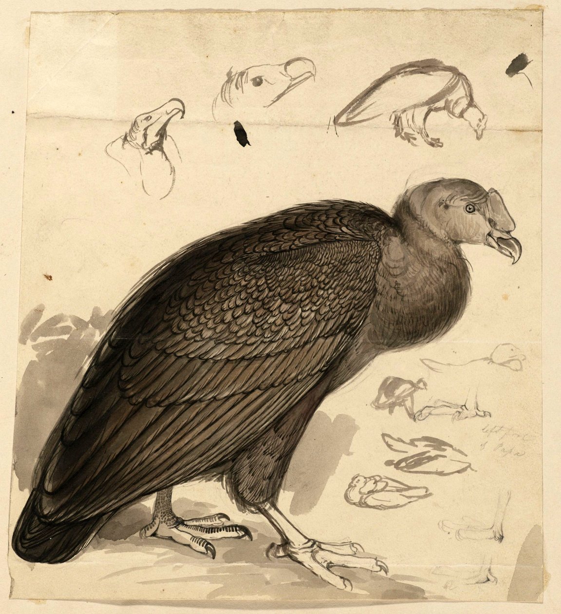 Condor door Edward Lear