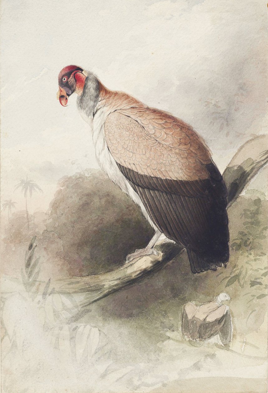 Condor door Edward Lear