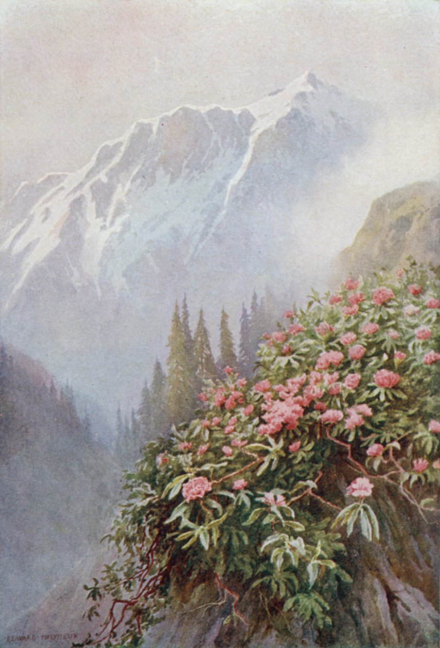 Wilde Rhododendrons door Edward Mary Joseph Molyneux