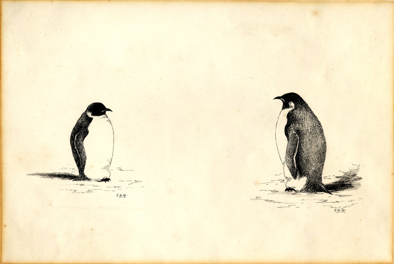 Keizerspinguïns door Edward Adrian Wilson