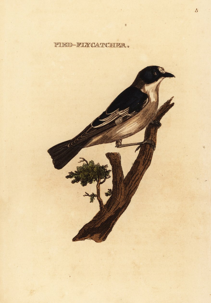 Bonte vliegenvanger, Ficedula hypoleuca door Edward Donovan