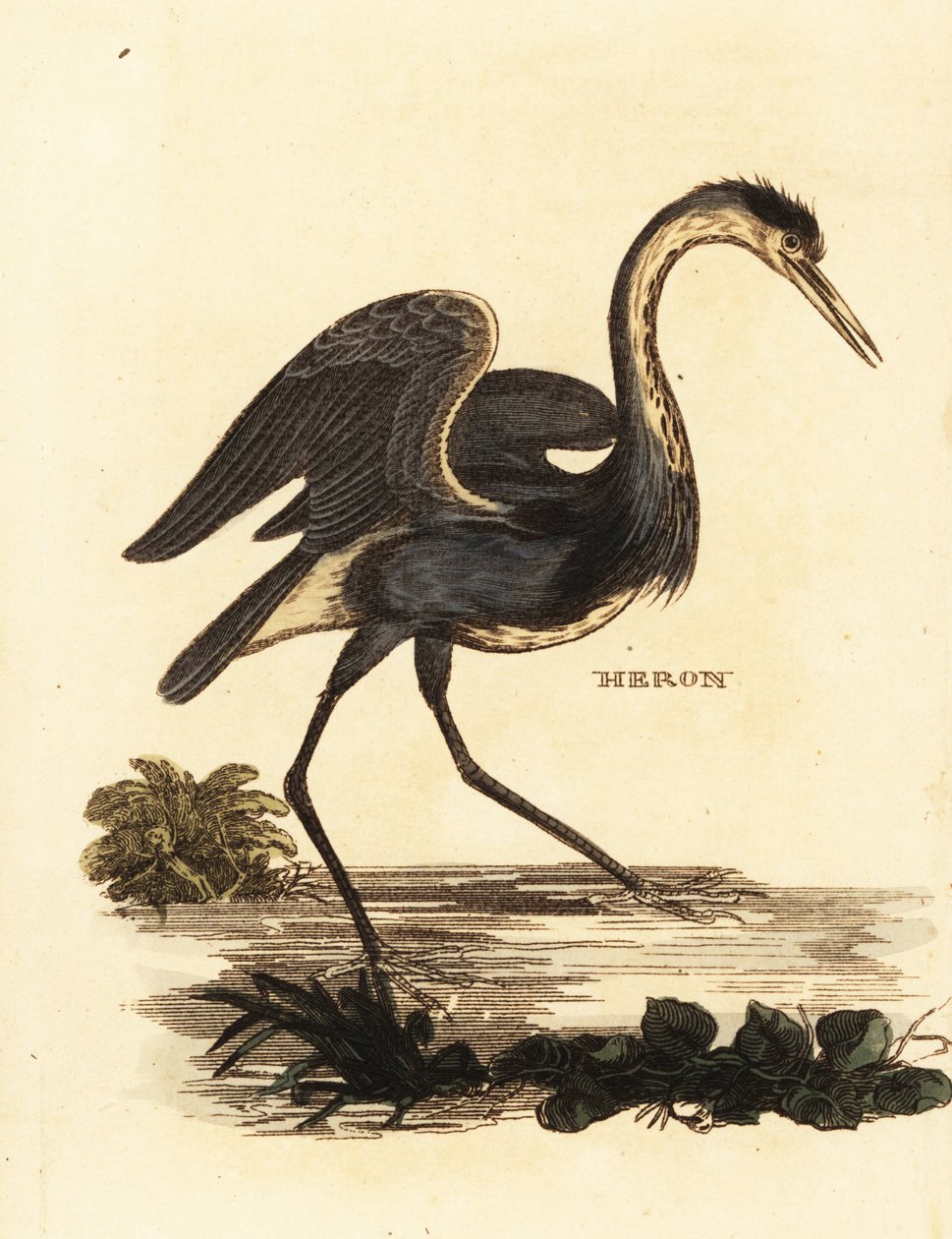 Blauwe reiger, Ardea cinerea door Edward Donovan