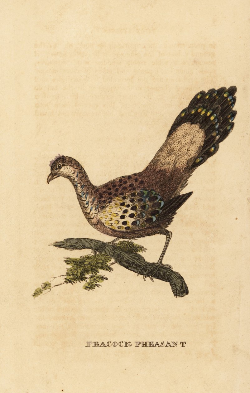 Grijze pauwfazant, Polyplectron bicalcaratum door Edward Donovan