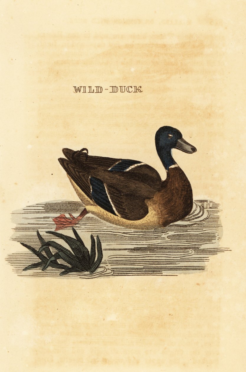 Wilde eend, Anas platyrhynchos door Edward Donovan