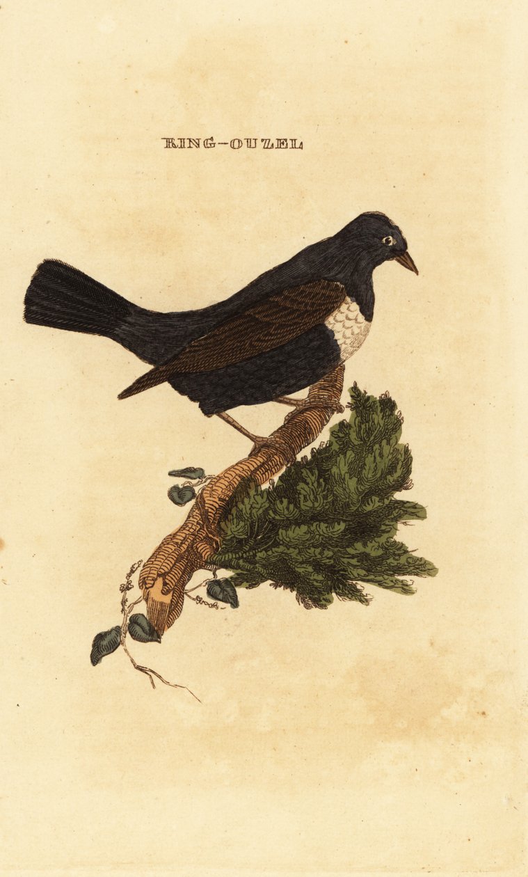 Beflijster, Turdus torquatus door Edward Donovan