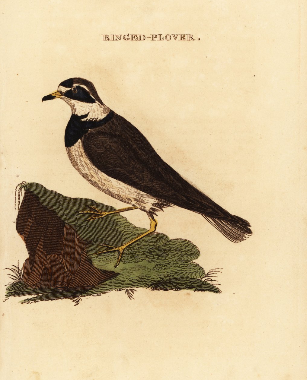 Bontbekplevier, Charadrius hiaticula door Edward Donovan