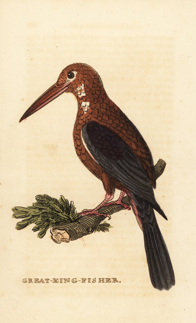 Witkeelijsvogel, Halcyon smyrnensis door Edward Donovan