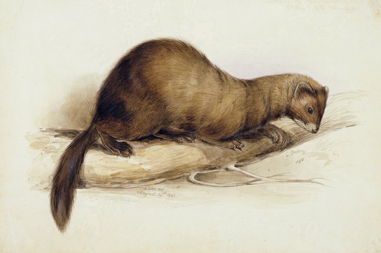 Een Wezel door Edward Lear