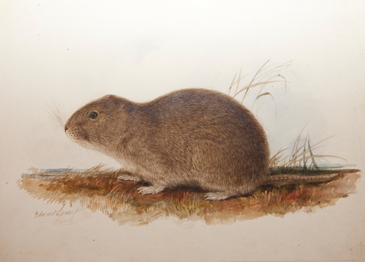 Ctenomys magellanicus, 1836 door Edward Lear