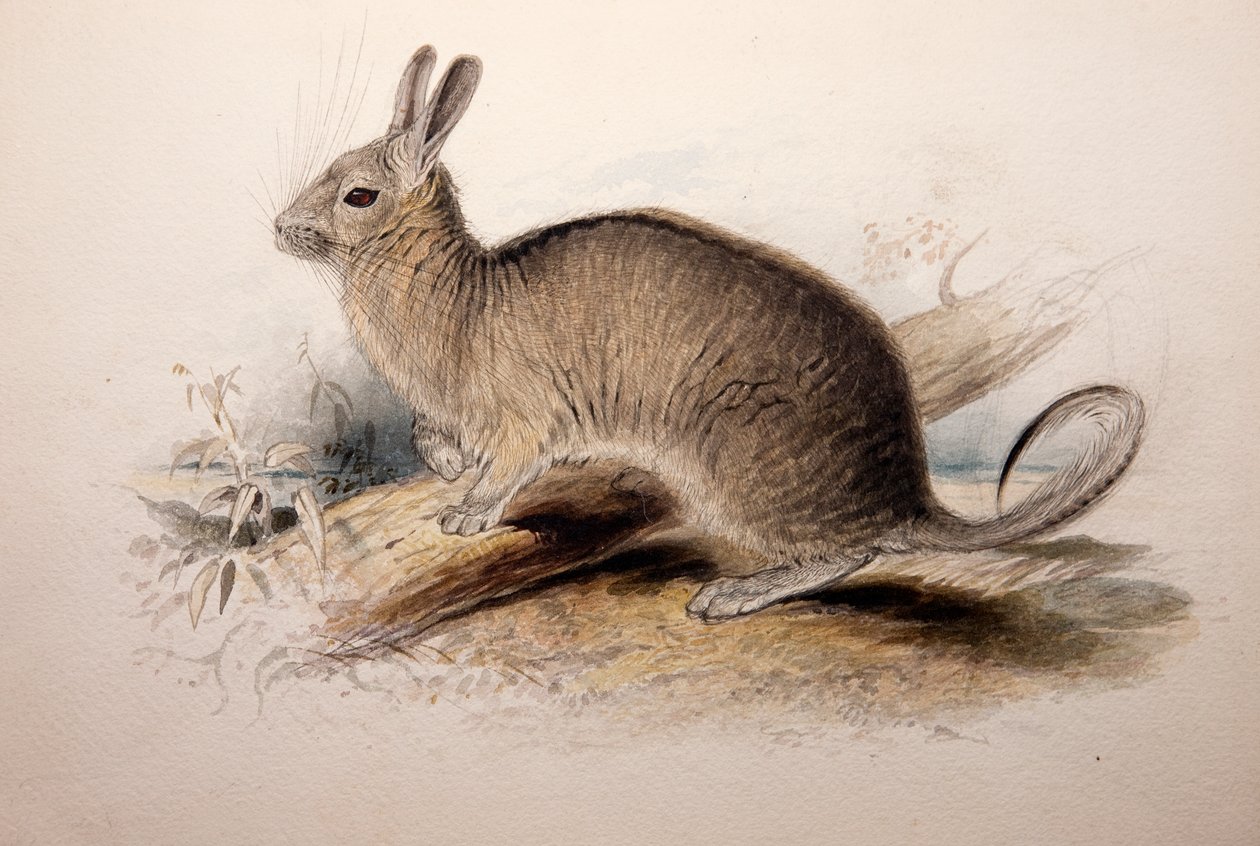 Lagotis cuvieri, 1833 door Edward Lear