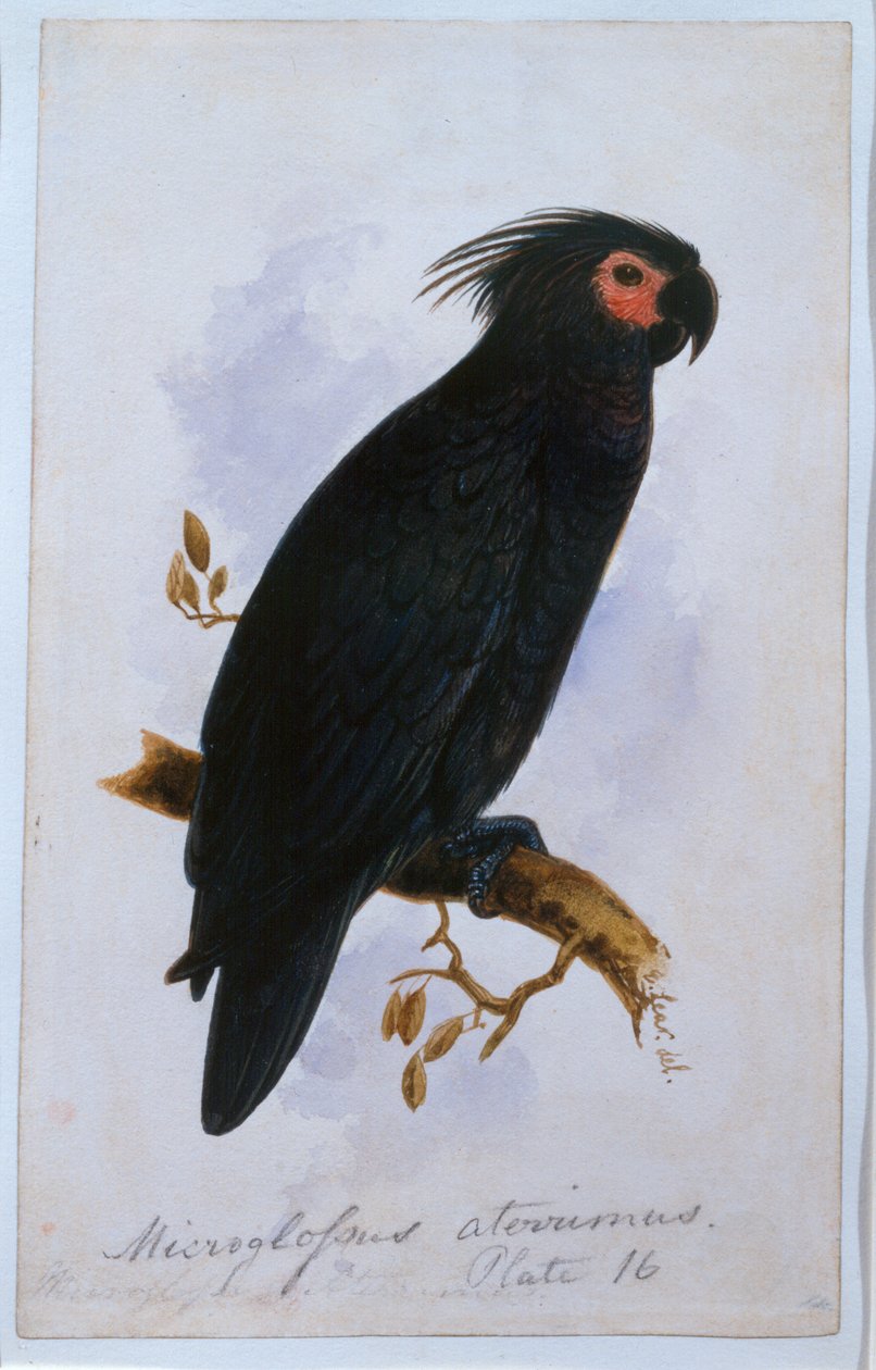 Papegaai: Plaat 16 door Edward Lear