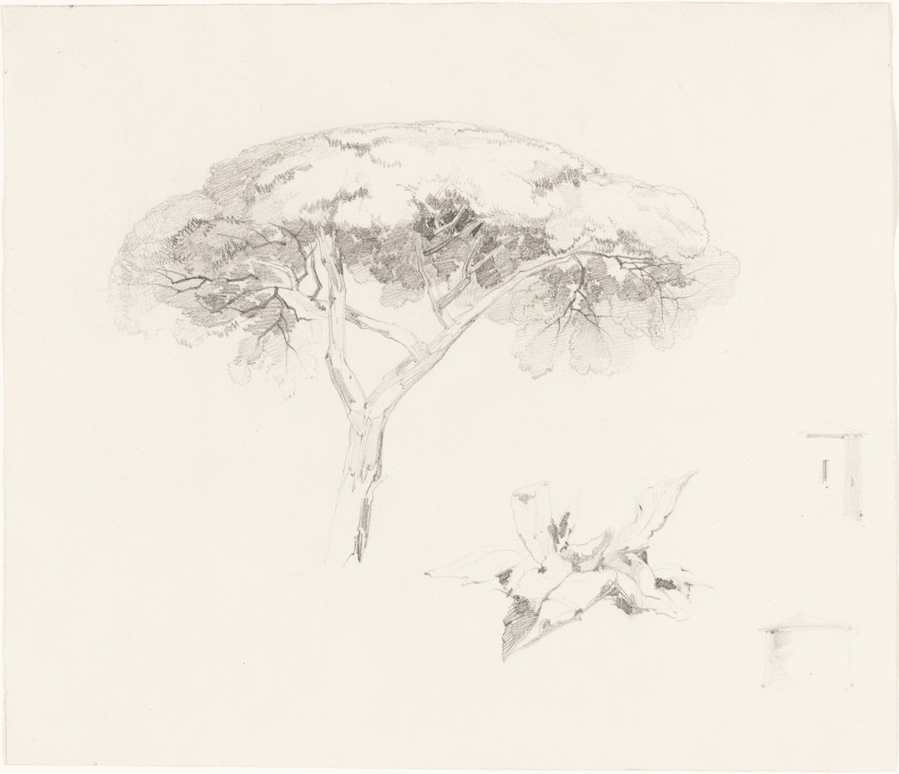Parasolpijnboom en Andere Studies door Edward Lear