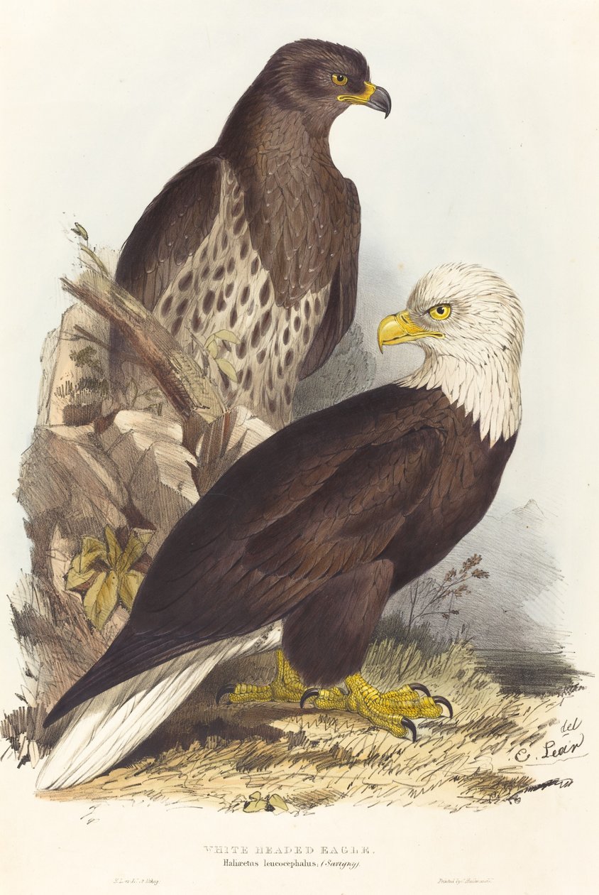 Witkoparend Haliaetus leucocephalus, gepubliceerd 1832-1837 door Edward Lear