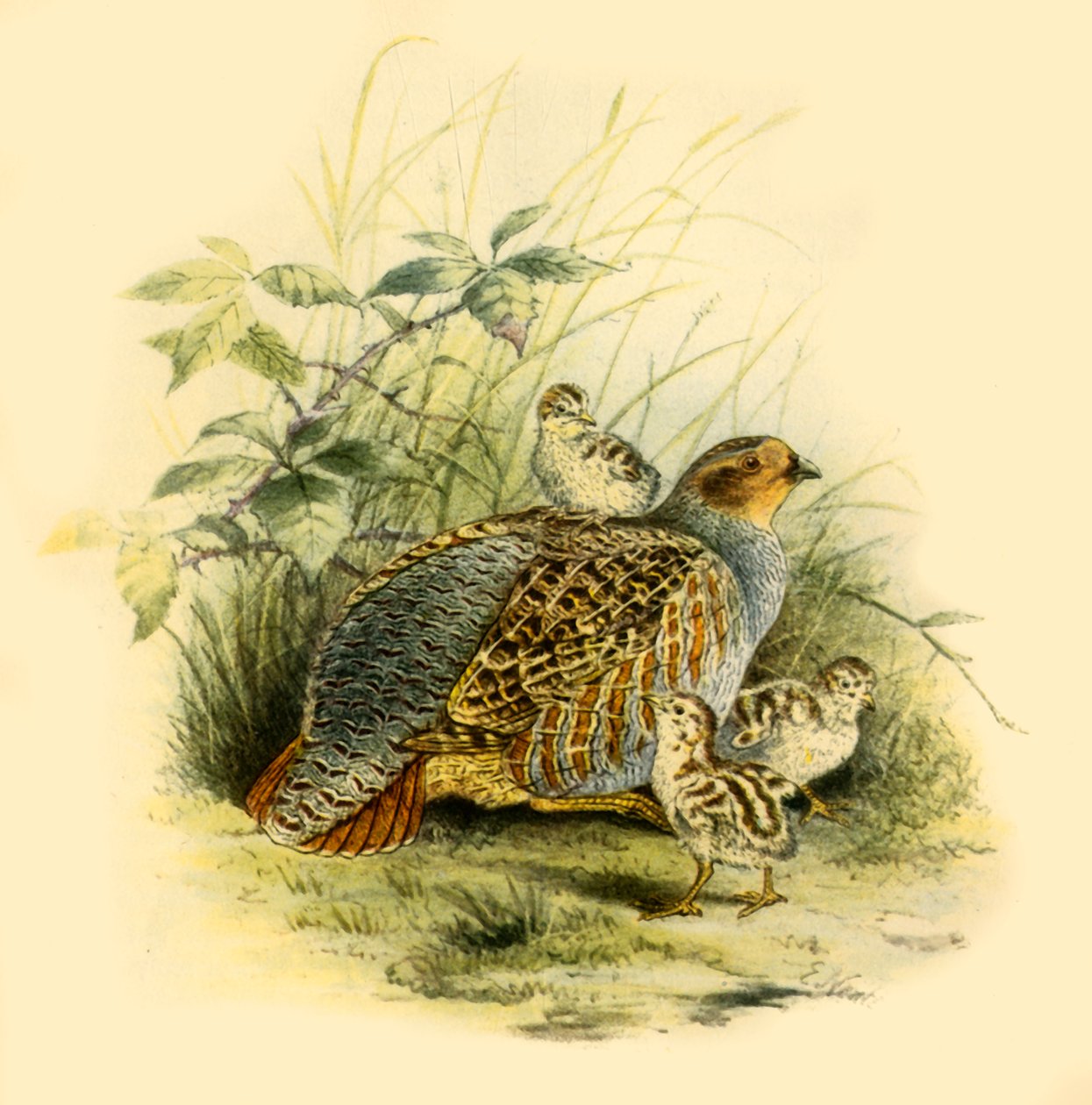 Patrijs en Kuikens door Edward Neale