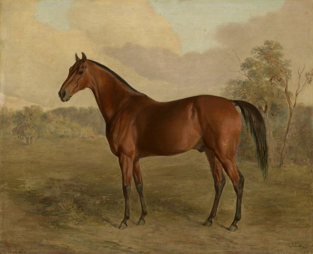 Kentucky specht, 1834 door Edward Troye