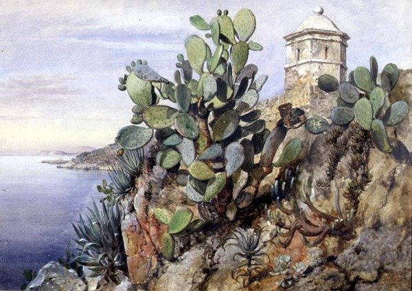 Cactus Opuntia, Monaco door Edward William Cooke