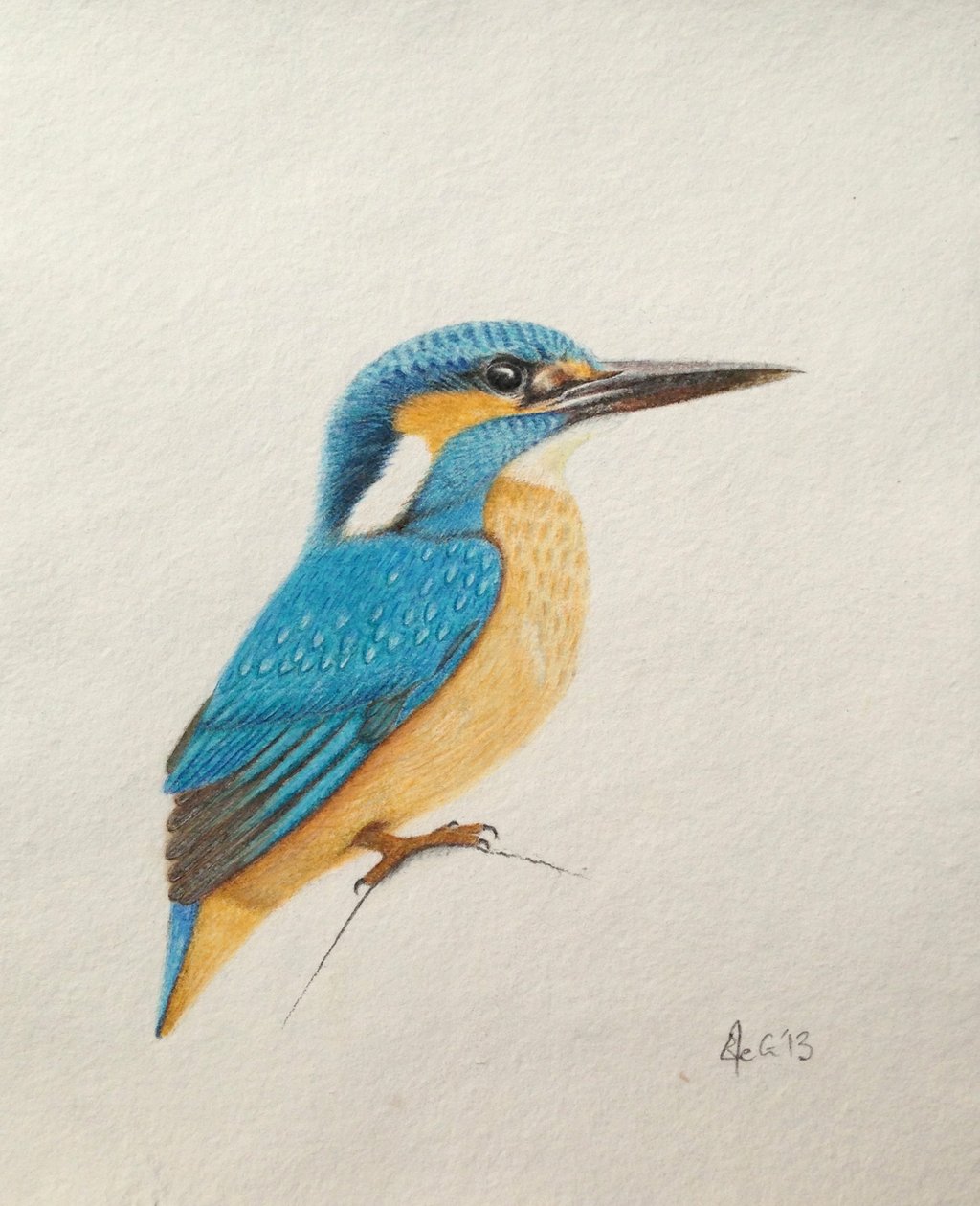 IJsvogel, 2013 (aquarelverf en potlood) door Eleanor Grafton