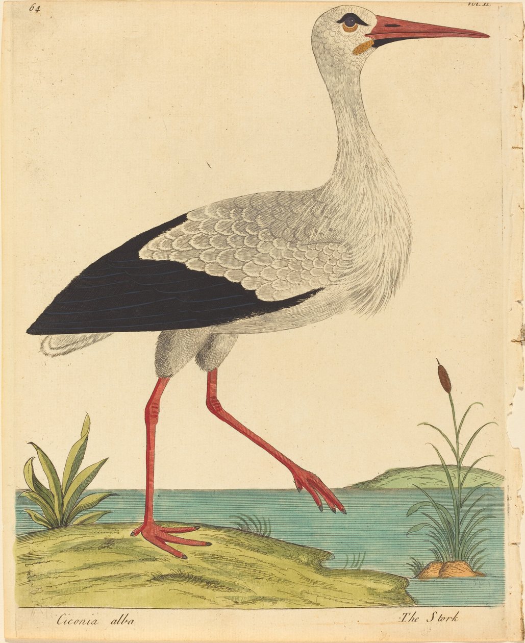 De ooievaar (Ciconia Alba) door Eleazar Albin
