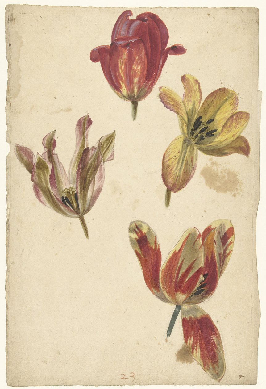 Studies van vier tulpen door Elias van Nijmegen