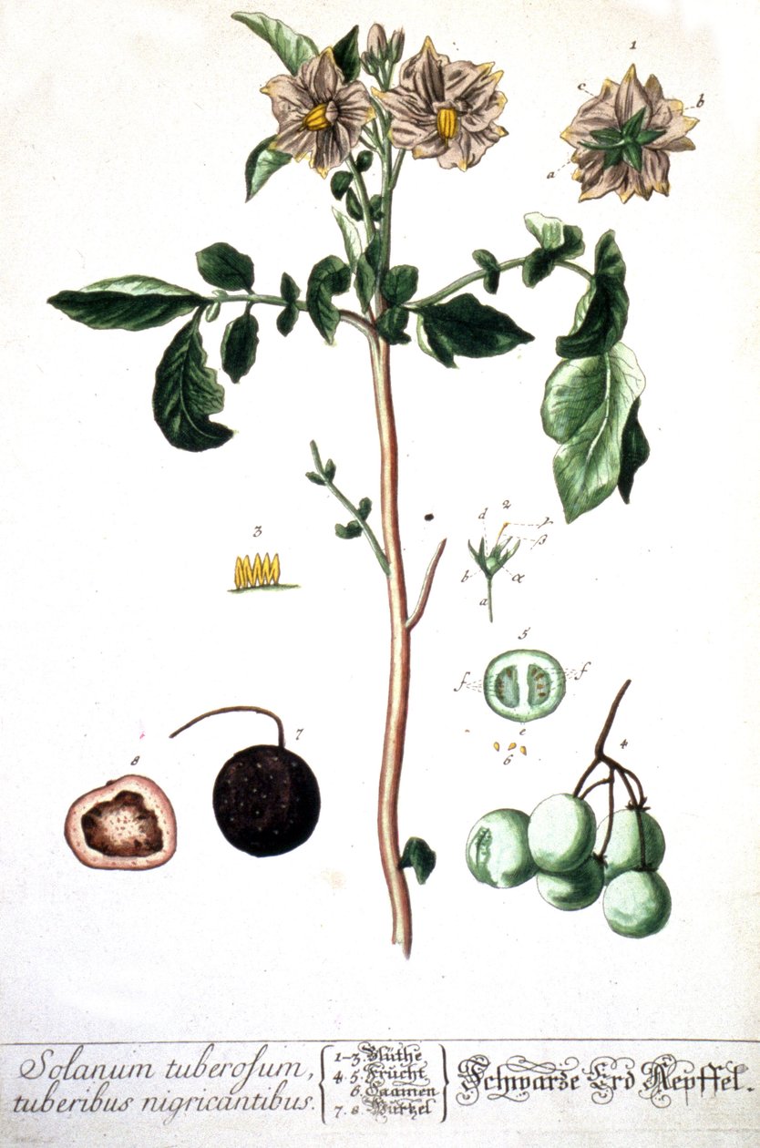 De aardappel, 1737 door Elizabeth Blackwell