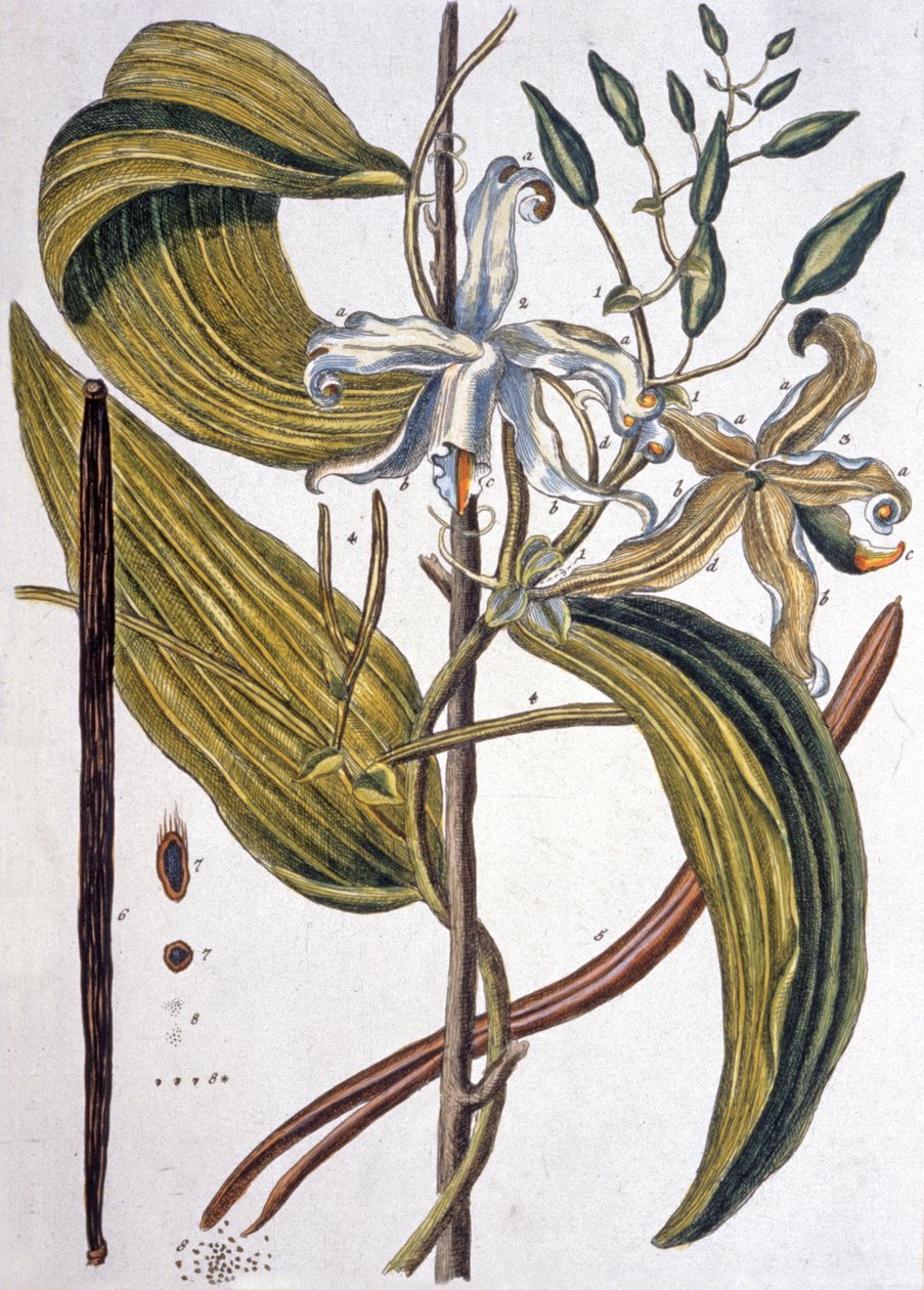 Vanilleboon 1737 door Elizabeth Blackwell