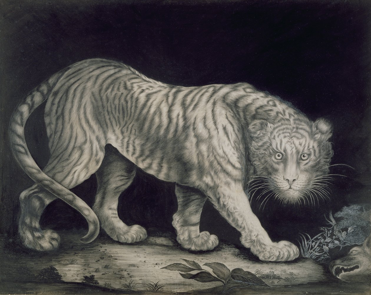 Een sluipende tijger door Elizabeth Pringle