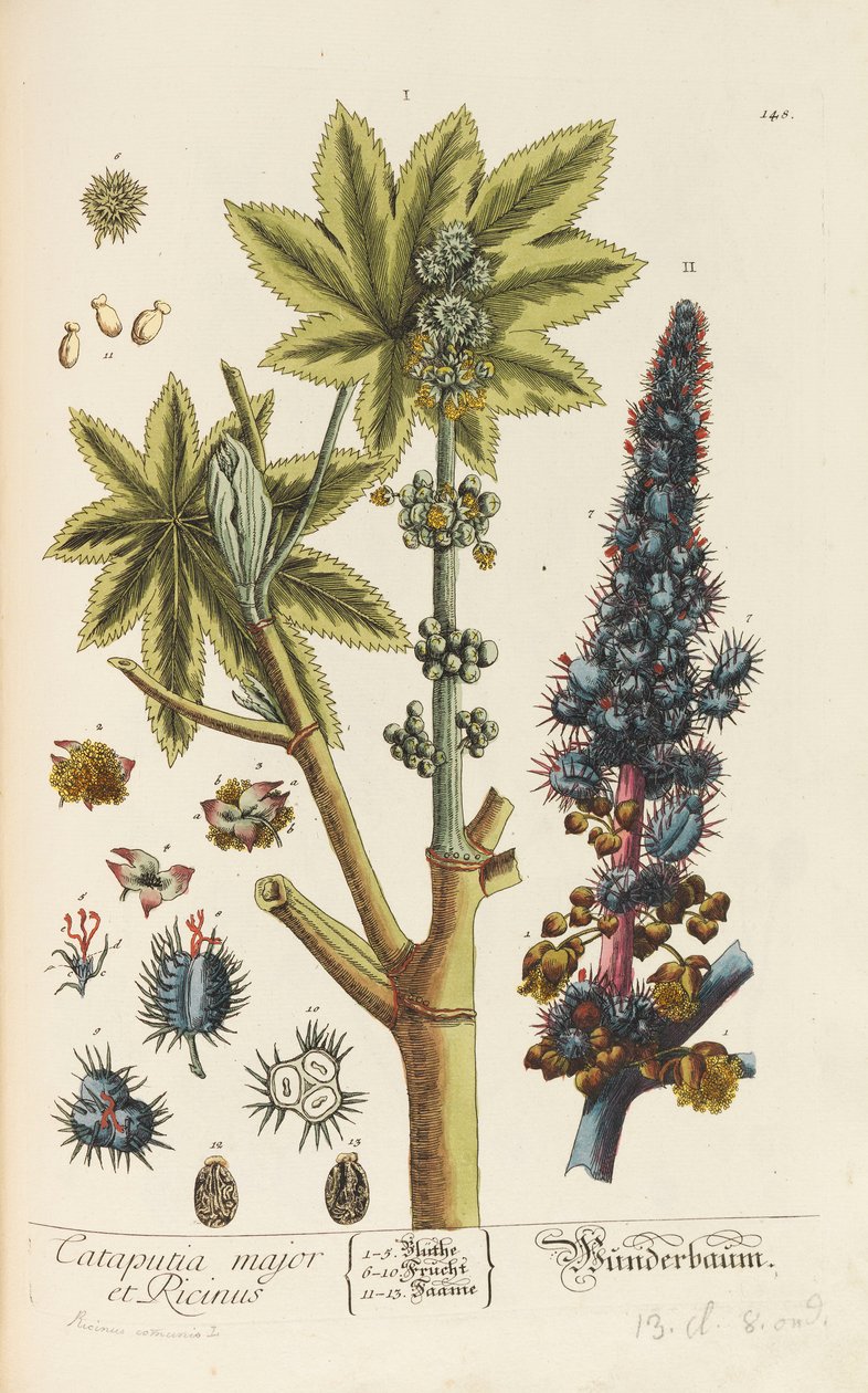 Herbarium Blackwellianum emendatum et auctum, 1754-1773 door Elizabeth Blachrie Blackwell