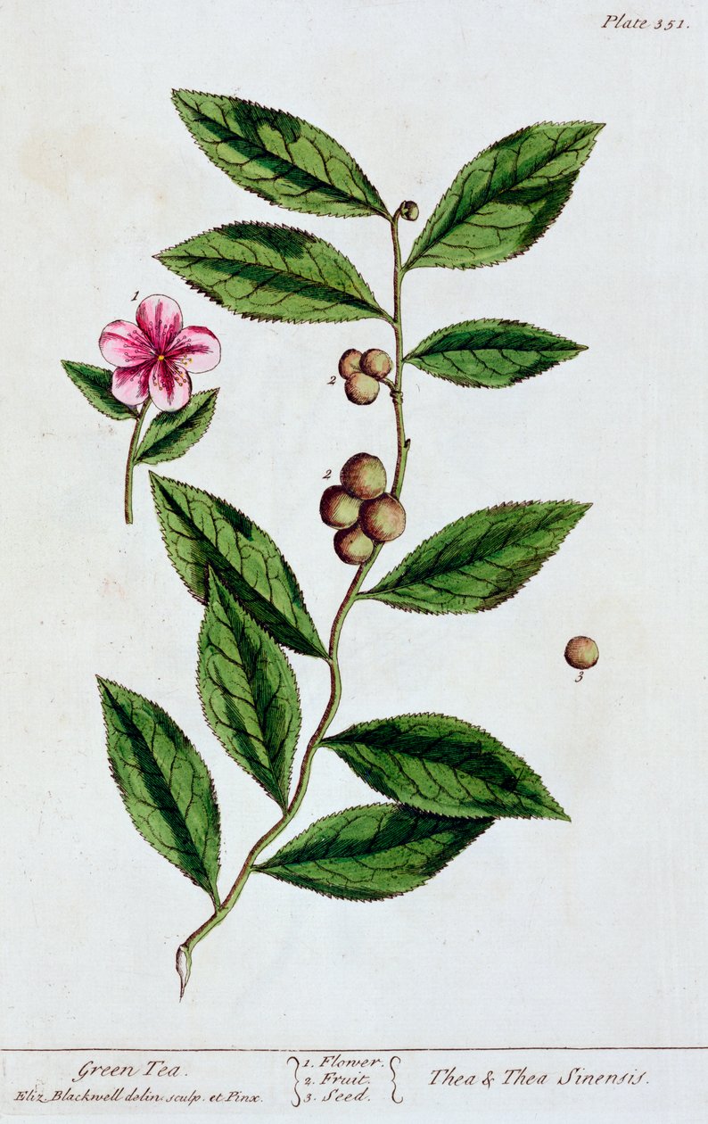 Groene thee, 1782 door Elizabeth Blackwell