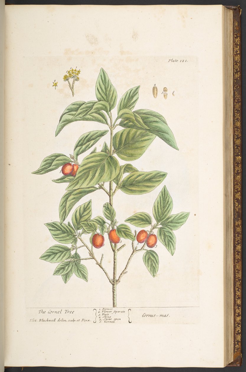 Plate 121, uit 