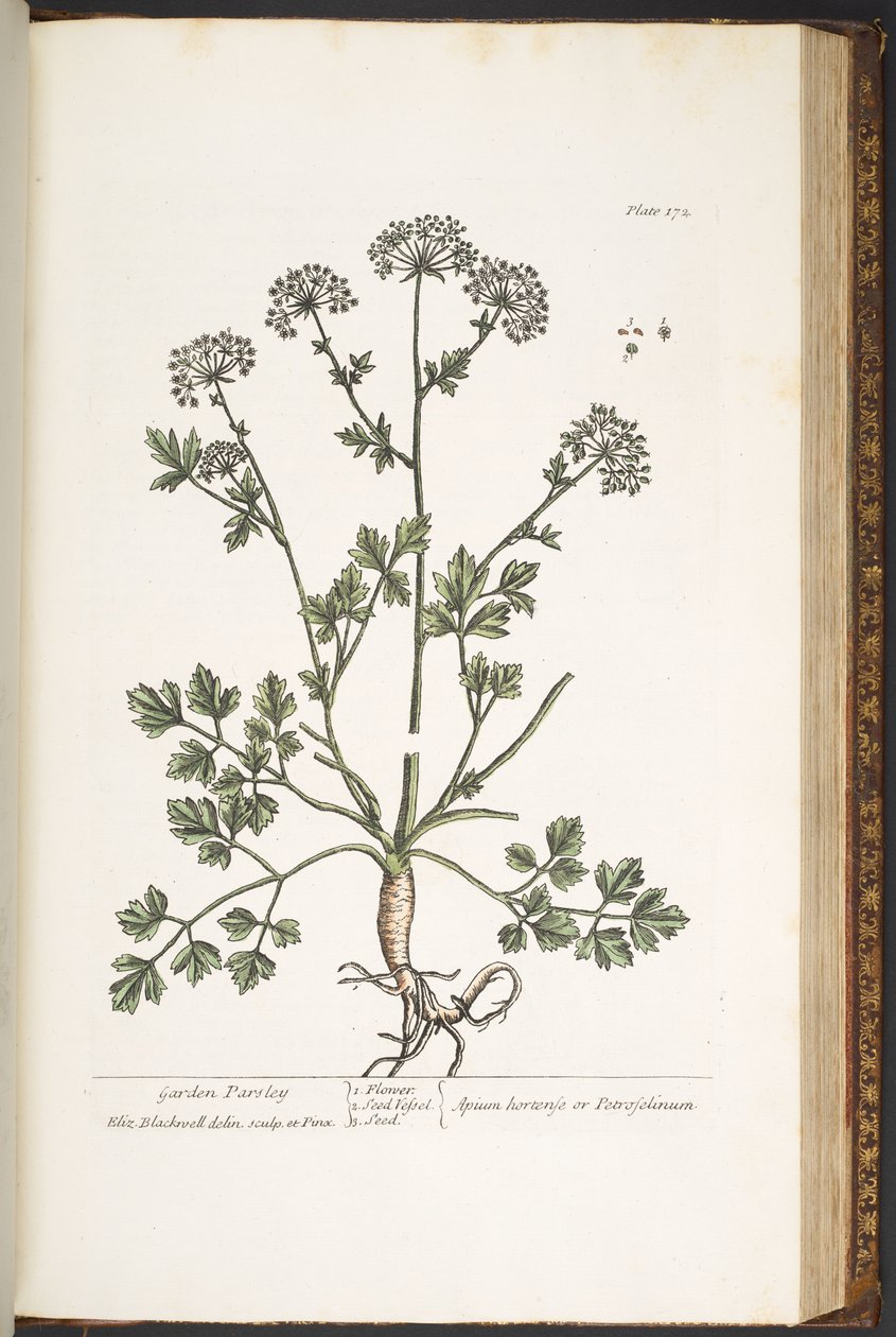 Plate 172, uit 